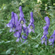 Image for article titled 10 of the World's Deadliest Plants — And How They Kill You